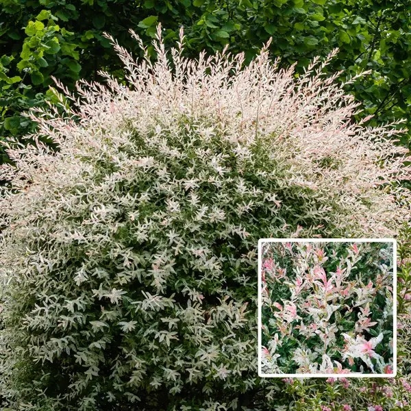 Salix Hakuro Nishiki Variegated Willow