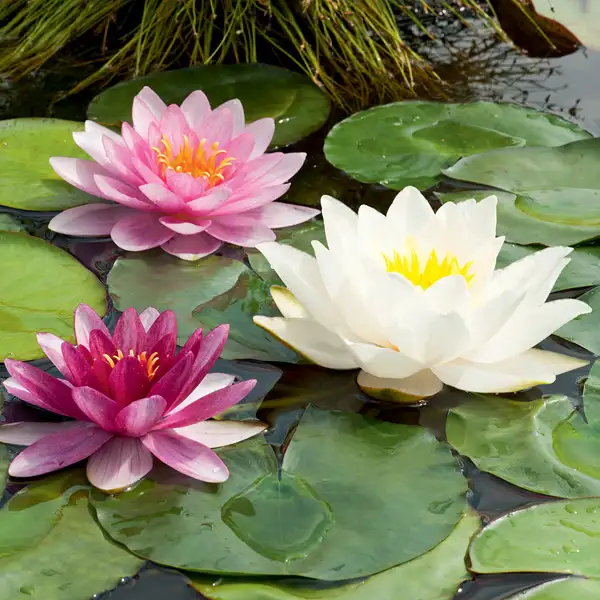 Water Lily Mixed Water Lily Mixed