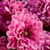 Top 10 Bulbs To Plant In Spring Webp Net Resizeimage 24 E1600142635753 - Garden Express Australia