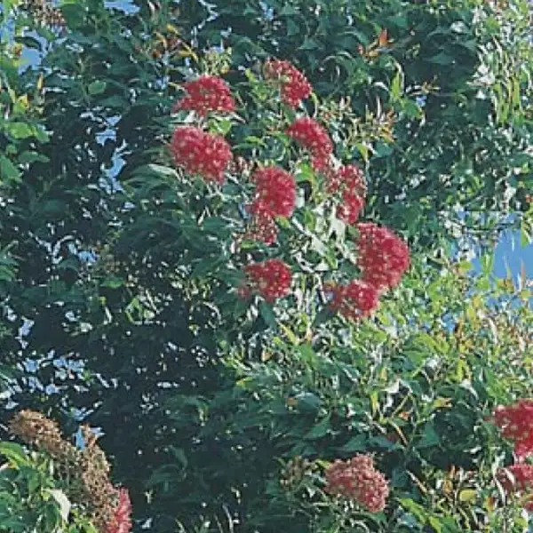Wildflower Seed – Red Flowering Gum Wildflower Seed – Red Flowering Gum