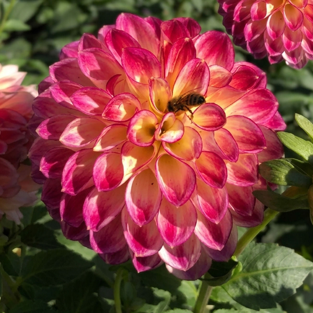 Dahlia First Prize Dahlia First Prize