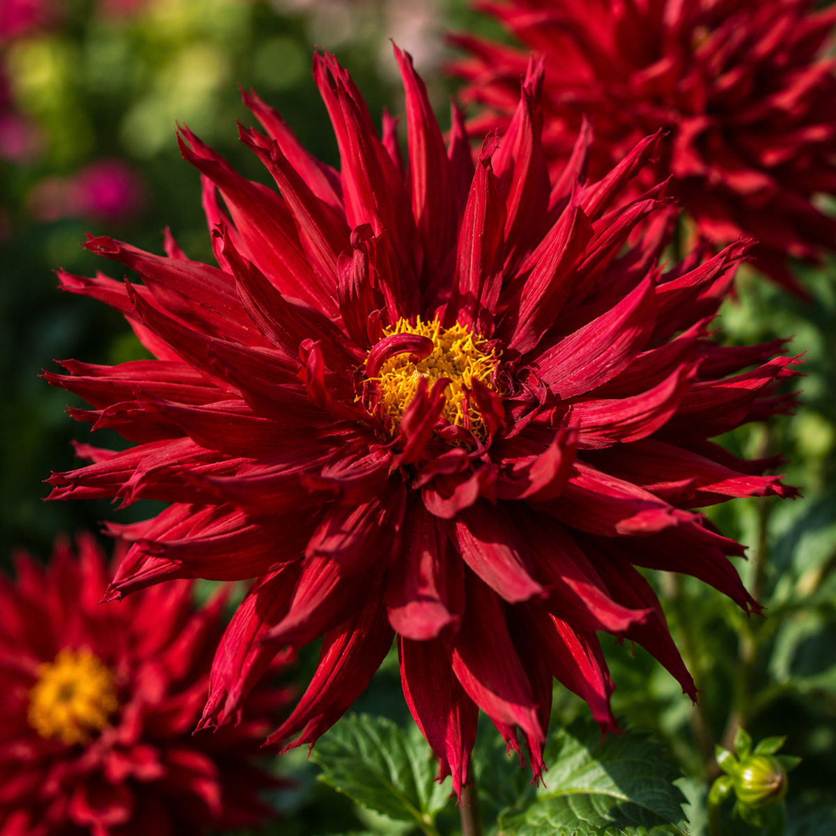 Dahlia Kenora Macop Dahlia Kenora Macop