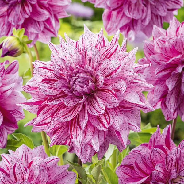 Dahlia Samoan Prince Dahlia Samoan Prince