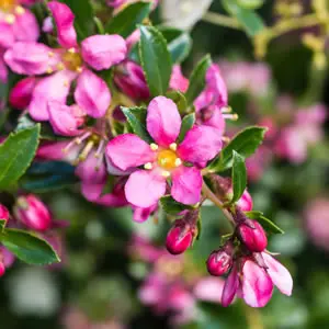 Escallonia Pink Pixie 68mm Pot Escallonia Pink Pixie 68mm Pot