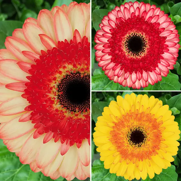 Gerbera Bicolour Collection Gerbera Bicolour Collection