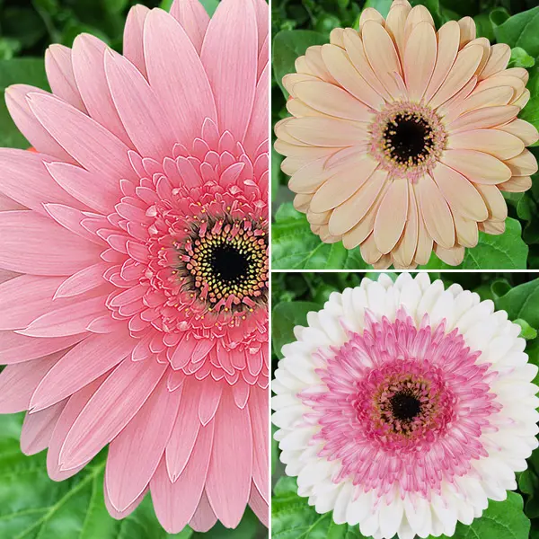 Gerbera Strawberries N Cream Collection Gerbera Strawberries N Cream Collection