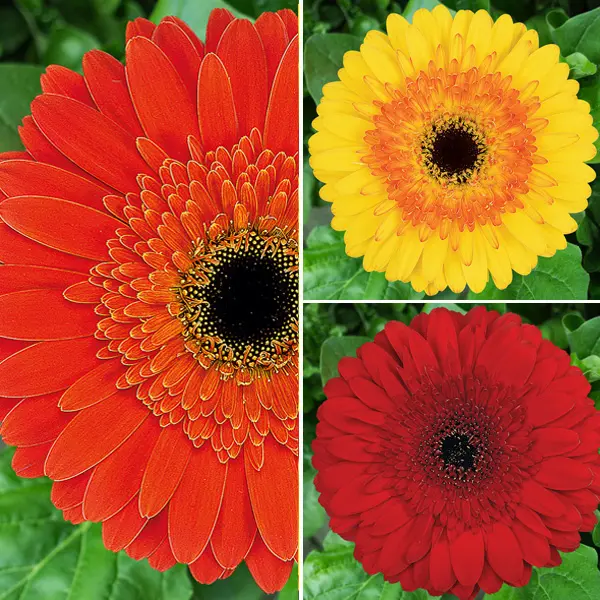 Gerbera Wildfire Collection Gerbera Wildfire Collection