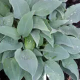 Hosta Fragrant Blue 2024 Pkhosfbl - Garden Express Australia