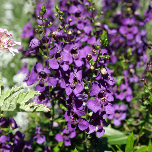 Angelonia Archangel Dark Purple