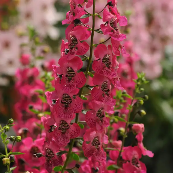 Angelonia Archangel Dark Rose Angelonia Archangel Dark Rose