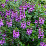 Angelonia Archangel Purple Pplangapu - Garden Express Australia