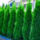 Conifer Smaragd 2020 Lpoconsma - Garden Express Australia