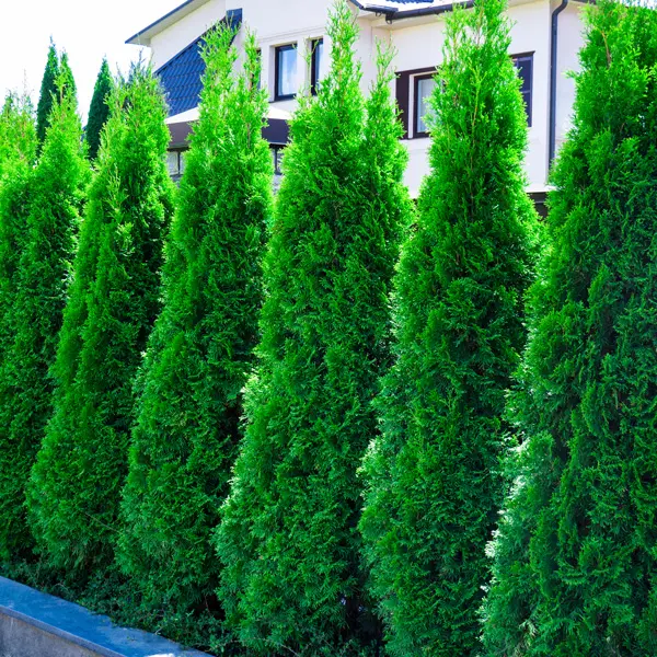 Conifer Smaragd 68mm Conifer Smaragd 68mm