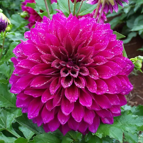 Dahlia Blue Edge Dahlia Blue Edge