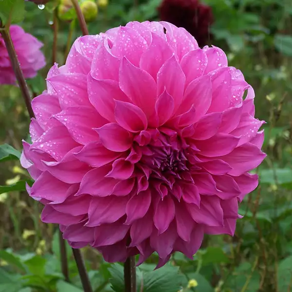 Dahlia Fairy Floss Dahlia Fairy Floss