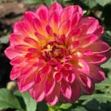 Dahlia First Prize Dahlia First Prize