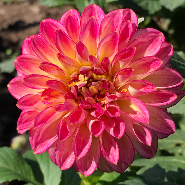 Dahlia First Prize Dahlia First Prize