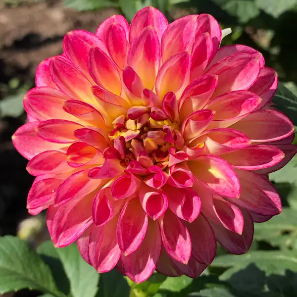 Dahlia First Prize Dahlia First Prize
