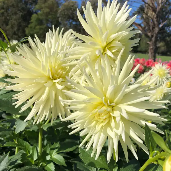 Dahlia Gleam Dahlia Gleam