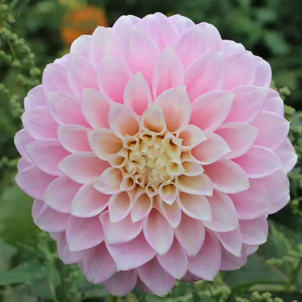 Dahlia Little Bobby Dahlia Little Bobby