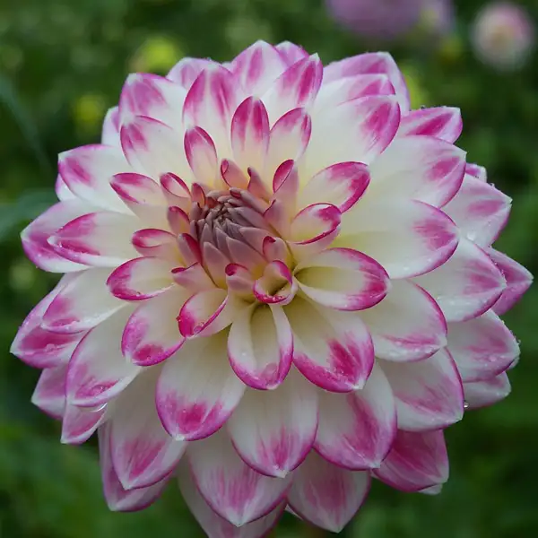 Dahlia Lollipop Dahlia Lollipop