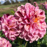 Dahlia Mauve Speckles Dahlia Mauve Speckles