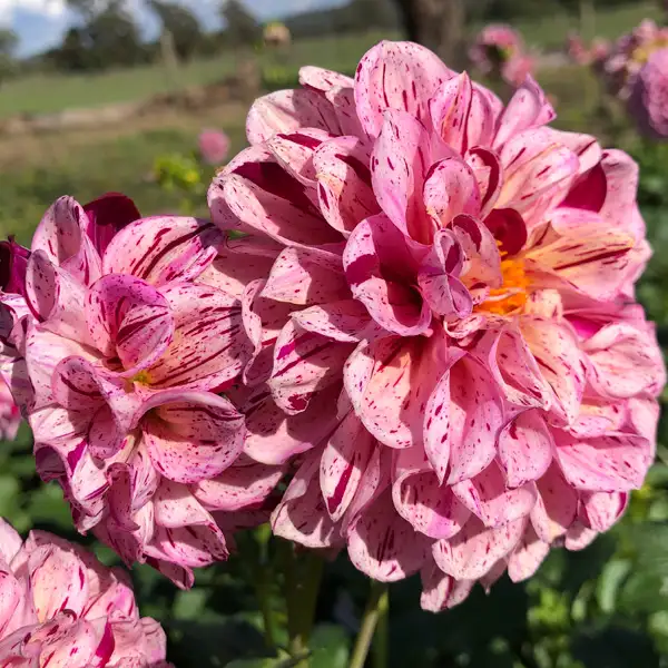 Dahlia Mauve Speckles Dahlia Mauve Speckles