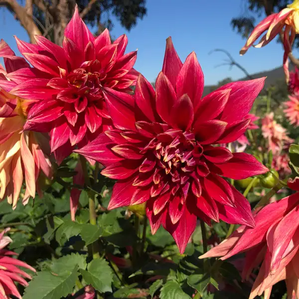 Dahlia Max Mann
