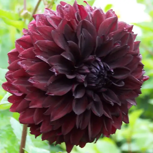 Dahlia Nugget