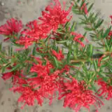 Grevillea New Blood Lpogrenbl - Garden Express Australia