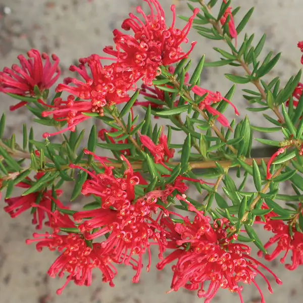 Grevillea New Blood 50mm Grevillea New Blood 50mm