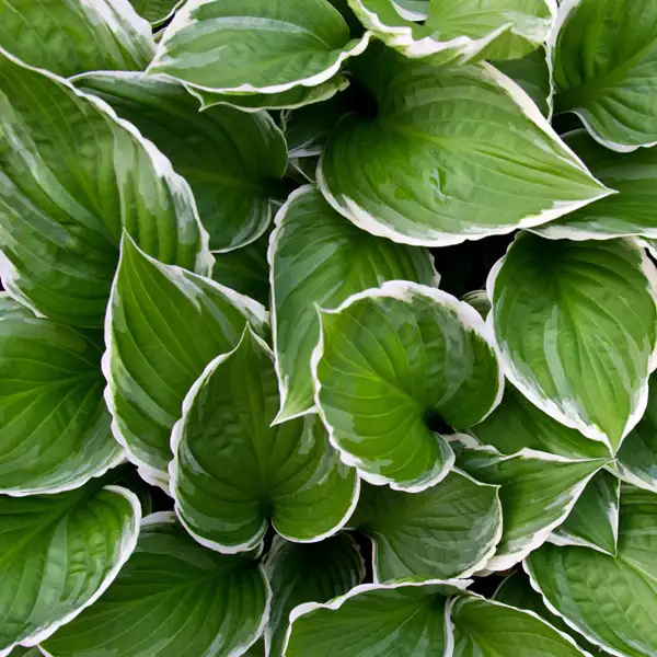 Hosta Francee Hosta Francee