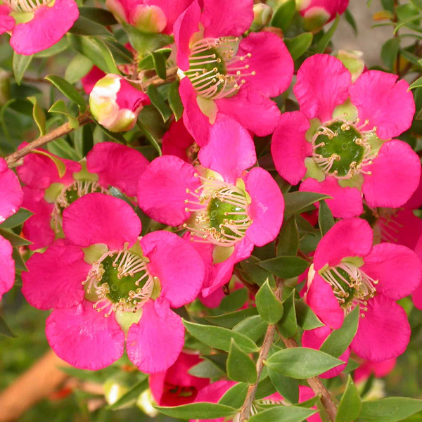 Leptospermum Lipstick Leptospermum Lipstick