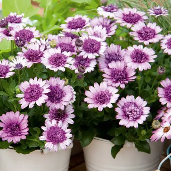 Osteospermum 3d Violetberry Osteospermum 3d Violetberry