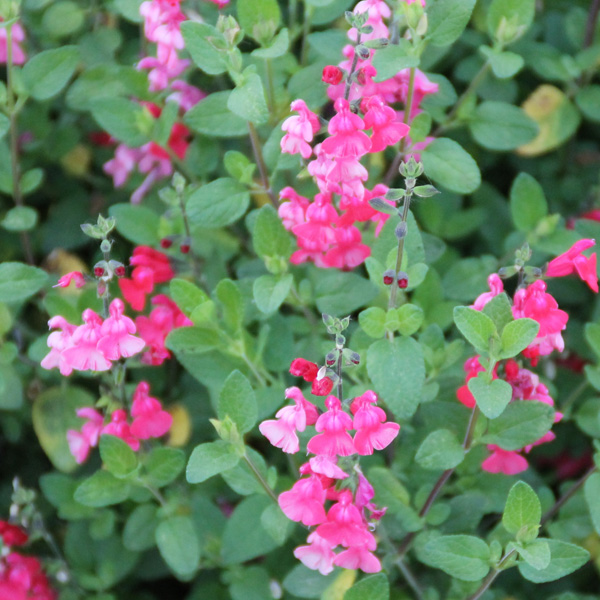 Salvia Baby Sage