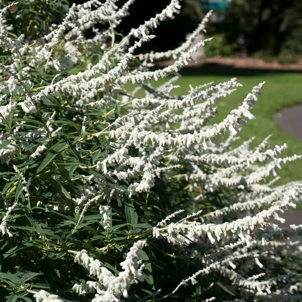 Salvia Velour White 50mm Salvia Velour White 50mm
