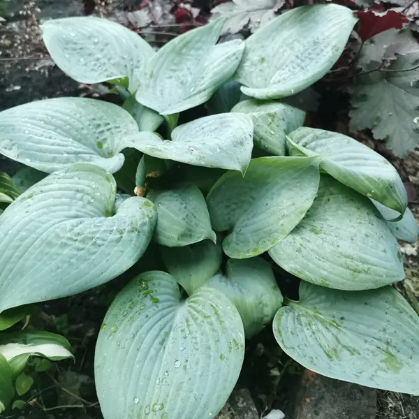 Hosta Blue Lady Hosta Blue Lady