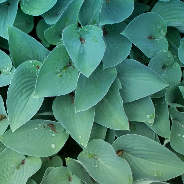 Hosta Wagtail Hosta Wagtail
