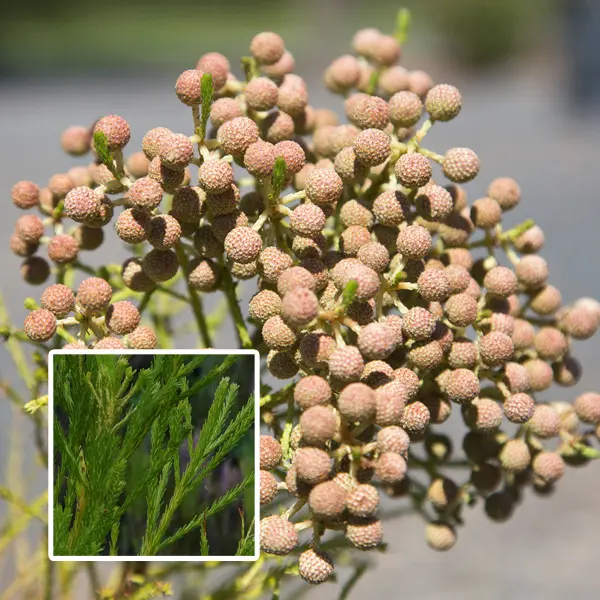Berzelia Buttonbush Rose Berzelia Buttonbush Rose