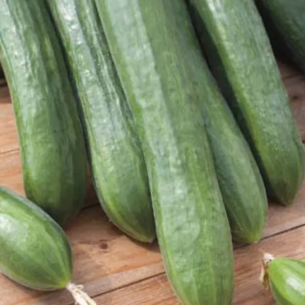 Seed – Cucumber Telegraph Improved Seed – Cucumber Telegraph Improved