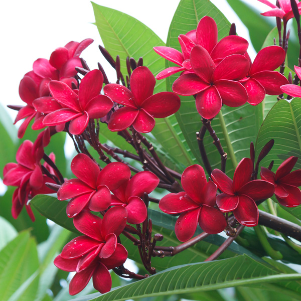 Frangipani Cherry Clusters 200mm