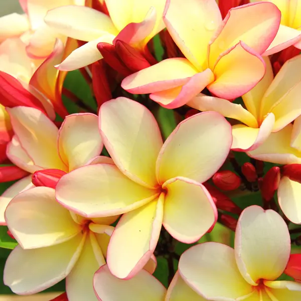 Frangipani Lemon Drop Frangipani Lemon Drop