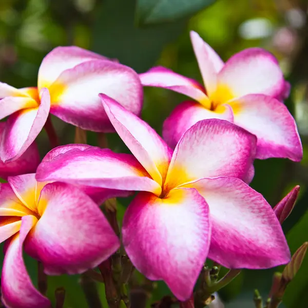 Frangipani Thomlinsons Pink Frangipani Thomlinsons Pink