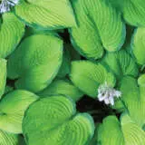Hosta Forest Shadows Pplhosfsh - Garden Express Australia