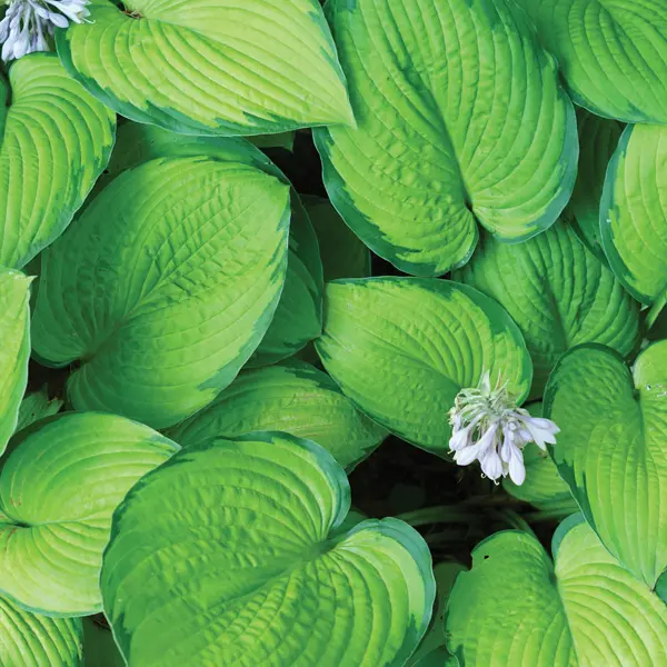 Hosta Forest Shadows Hosta Forest Shadows