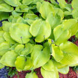 Hosta Sum And Substance Hosta Sum And Substance