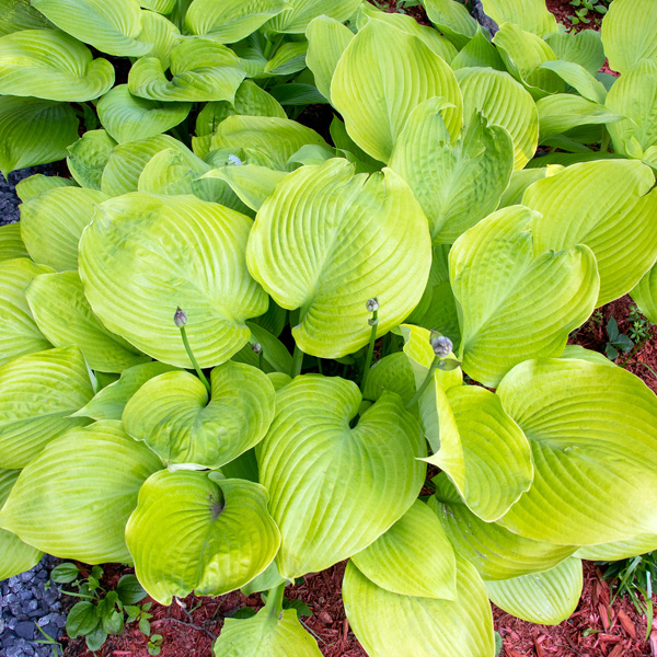 Hosta Sum And Substance Hosta Sum And Substance