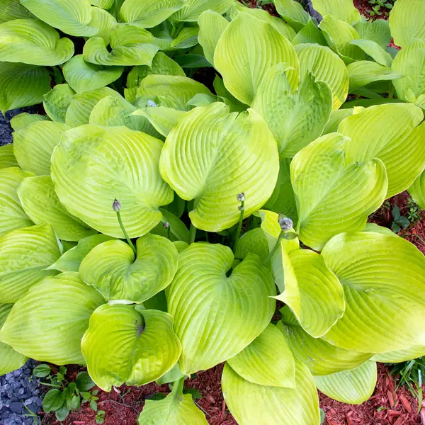 Hosta Sum And Substance Hosta Sum And Substance