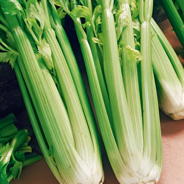 Seed – Celery Tall Utah Seed – Celery Tall Utah