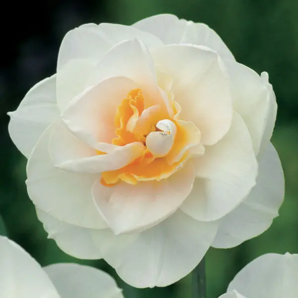 Daffodil Madison Daffodil Madison